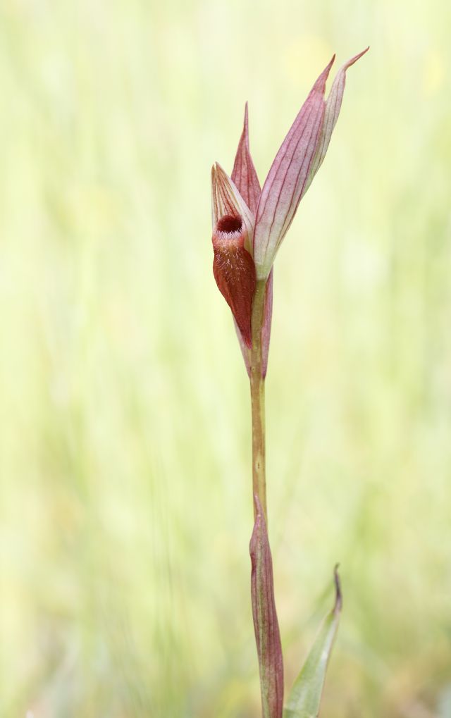 Serapias parviflora e ibridi (Mugello)